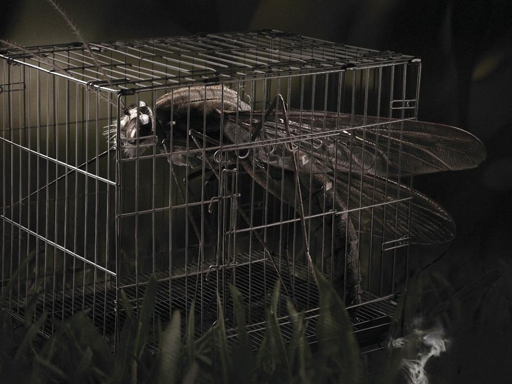 Стрекоза в клетке