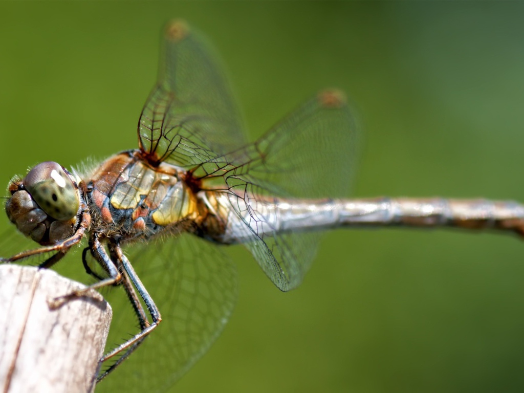 Стрекоза сидит