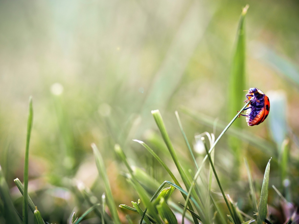 Божья коровка на травинке