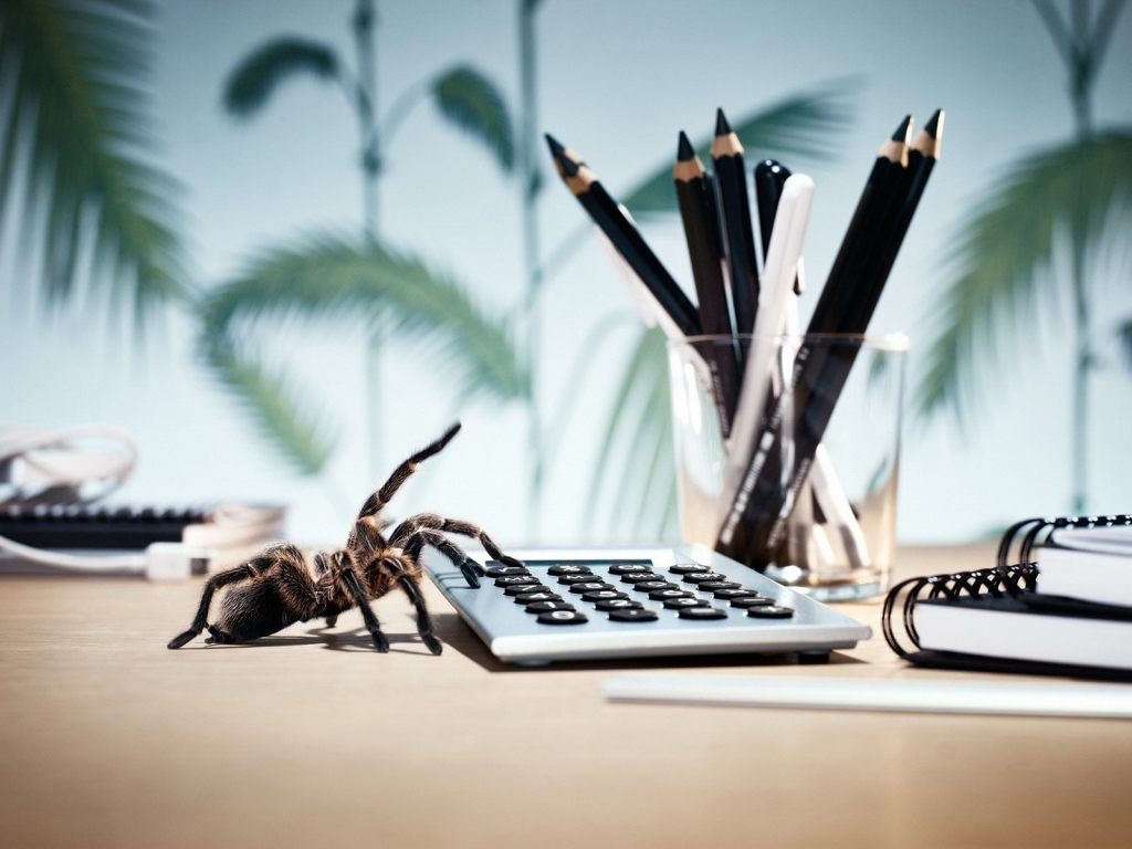 Паук у калькулятора