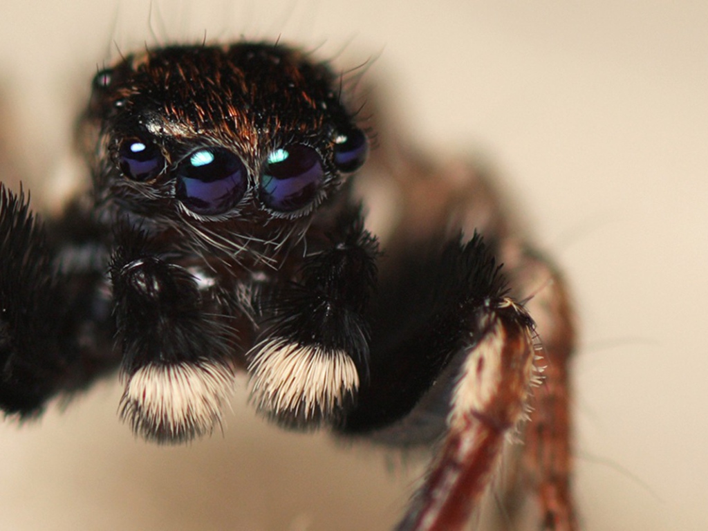 Паук с четырьмя глазами