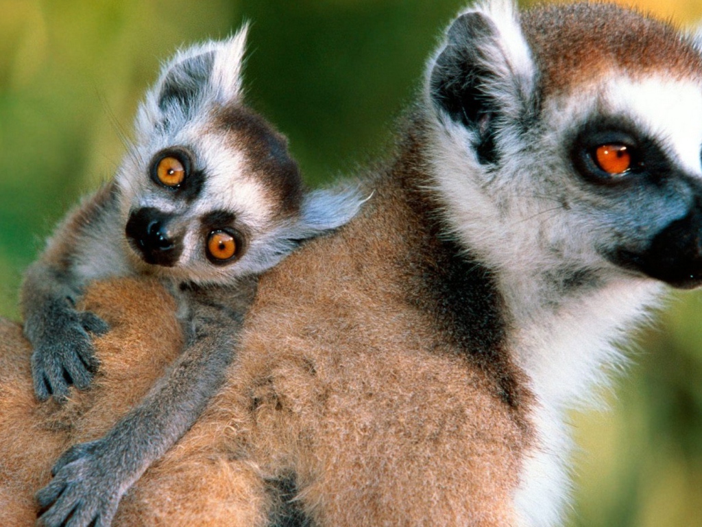 Лемур с детенышем на спине