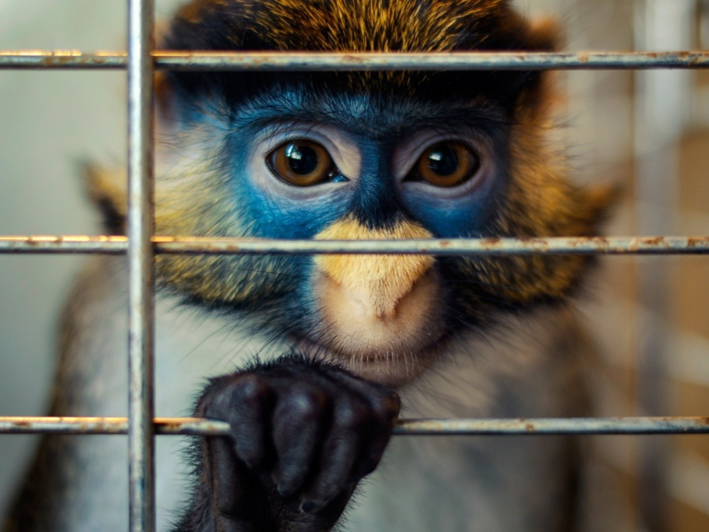 Обезьяна за решеткой