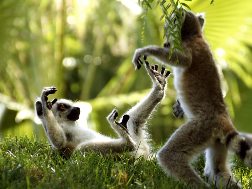 Лемуры играют