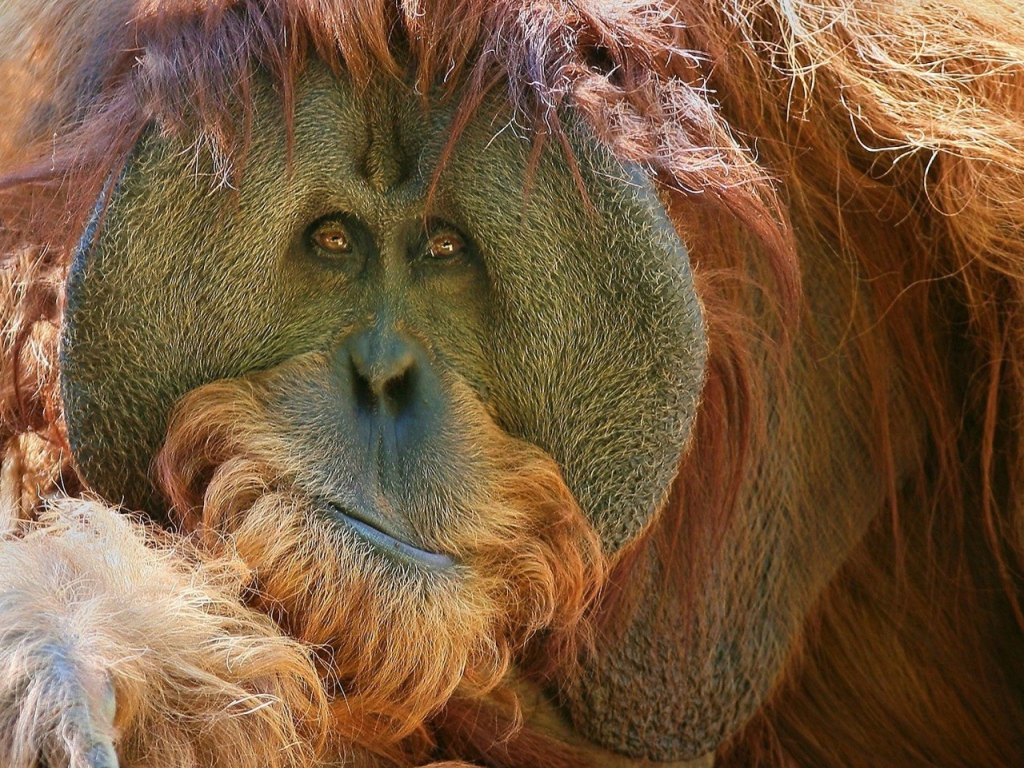 Взгляд обезьяны