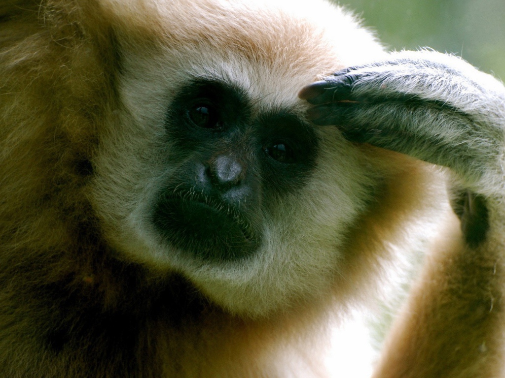 Обезьяна думает