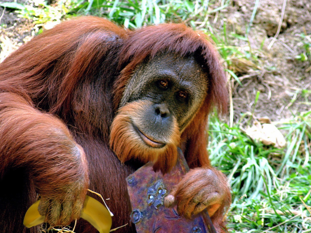 Орангутанг с книгой и бананом