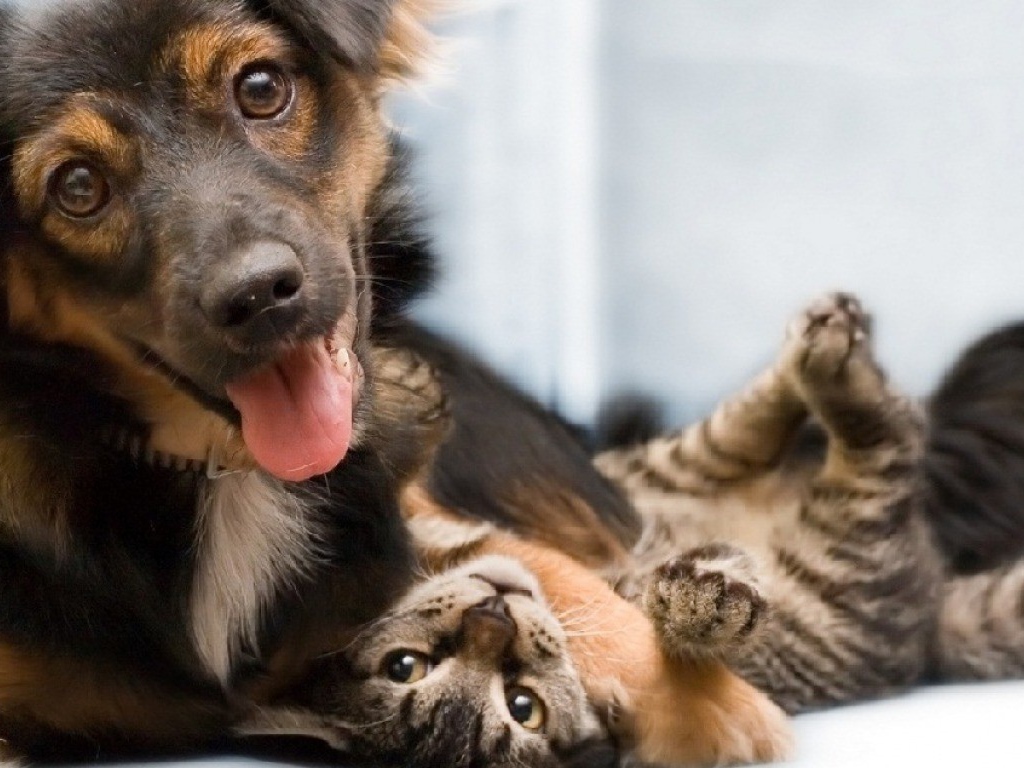 Дружба навеки