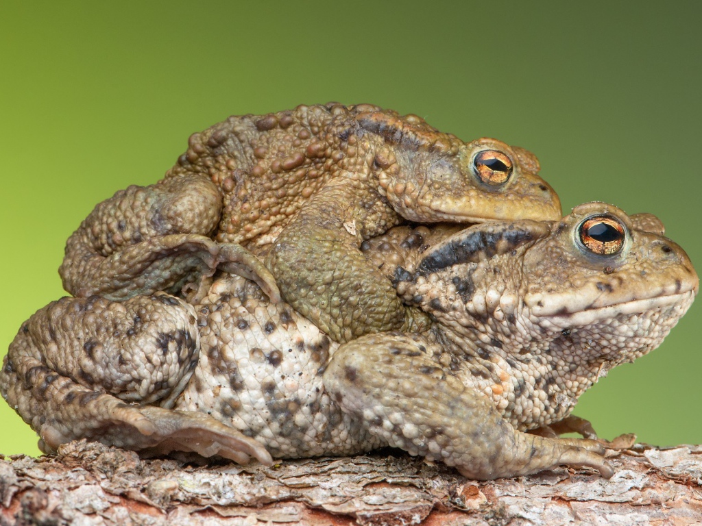 Милая парочка