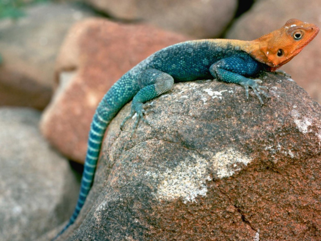 Ящерица сидит на камне