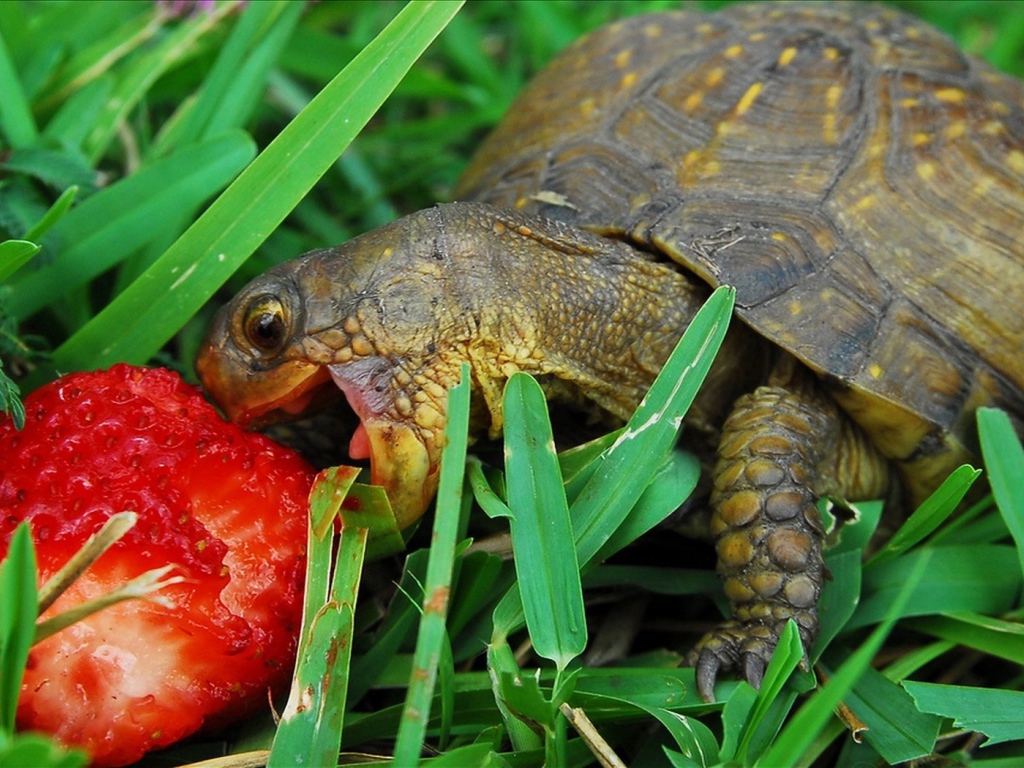 Черепаха с ягодой