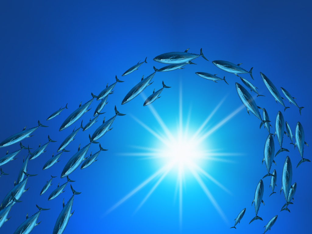 Плывет стая тунцов