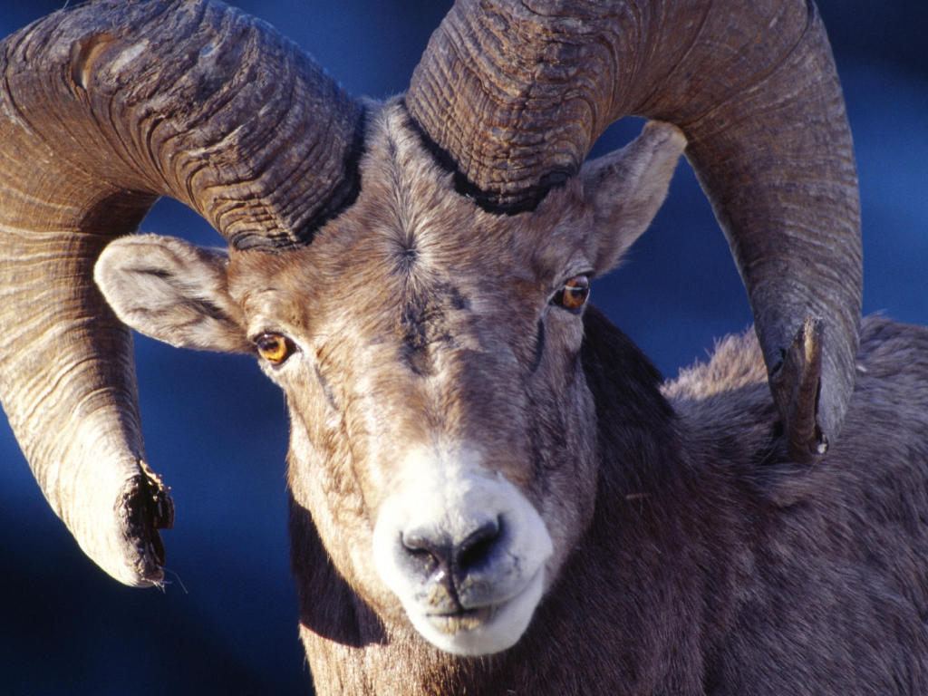 Баран со сломанным рогом