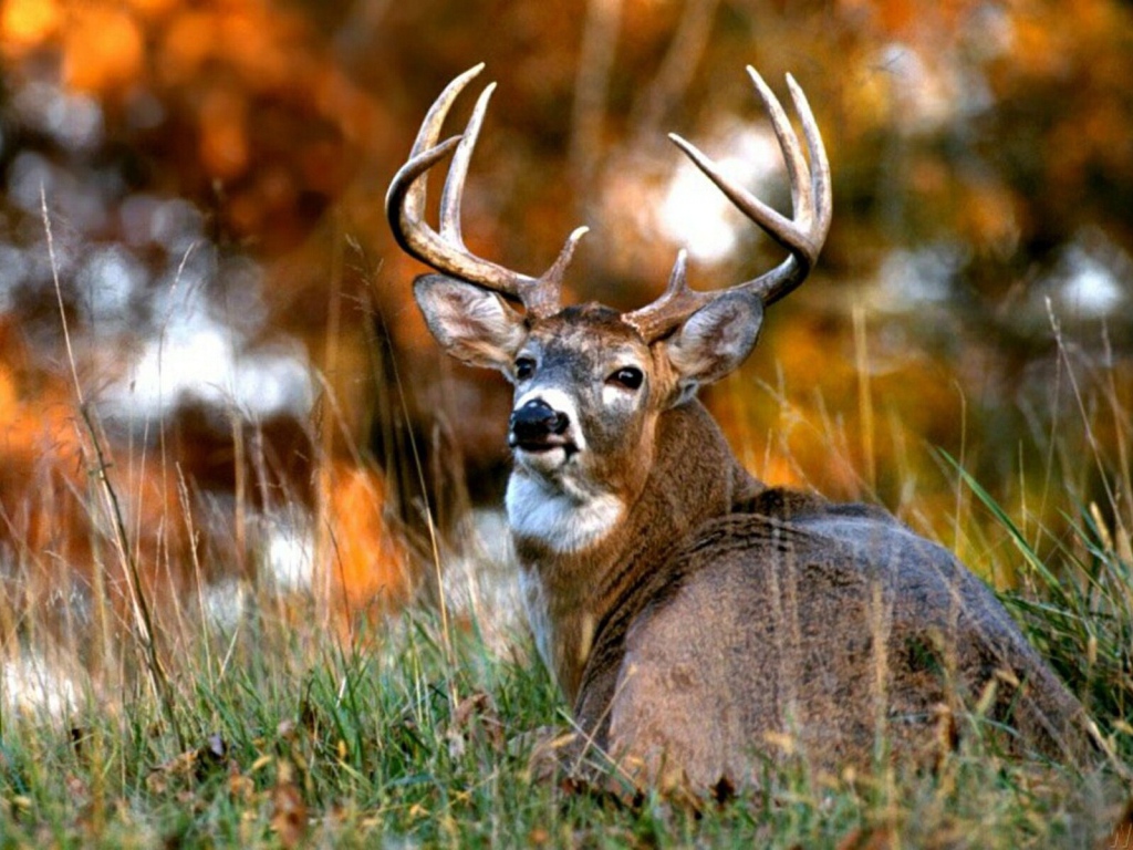 Африканский олень 