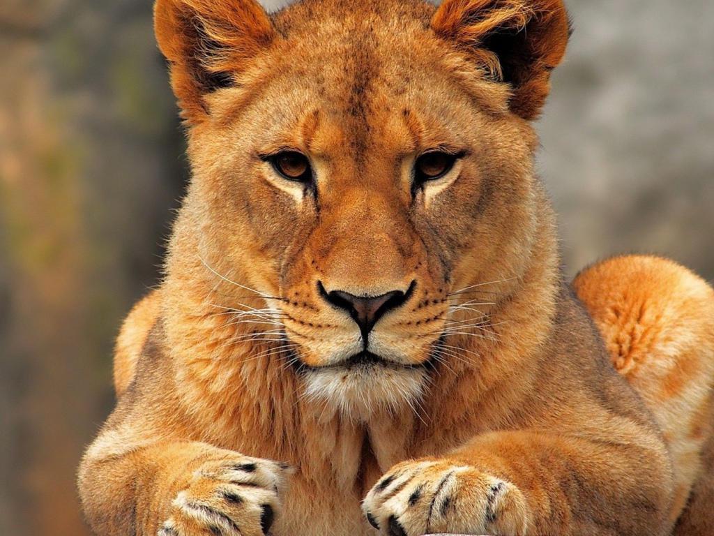 Лев лежит на земле