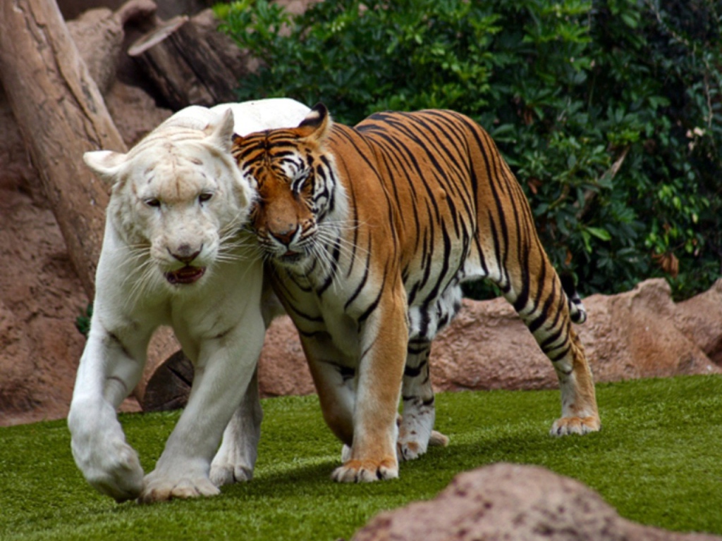 Бенгальский тигр альбинос