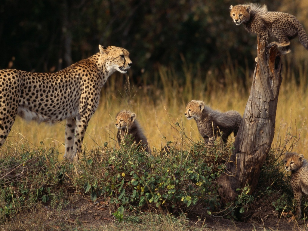 Семья гепардов на природе
