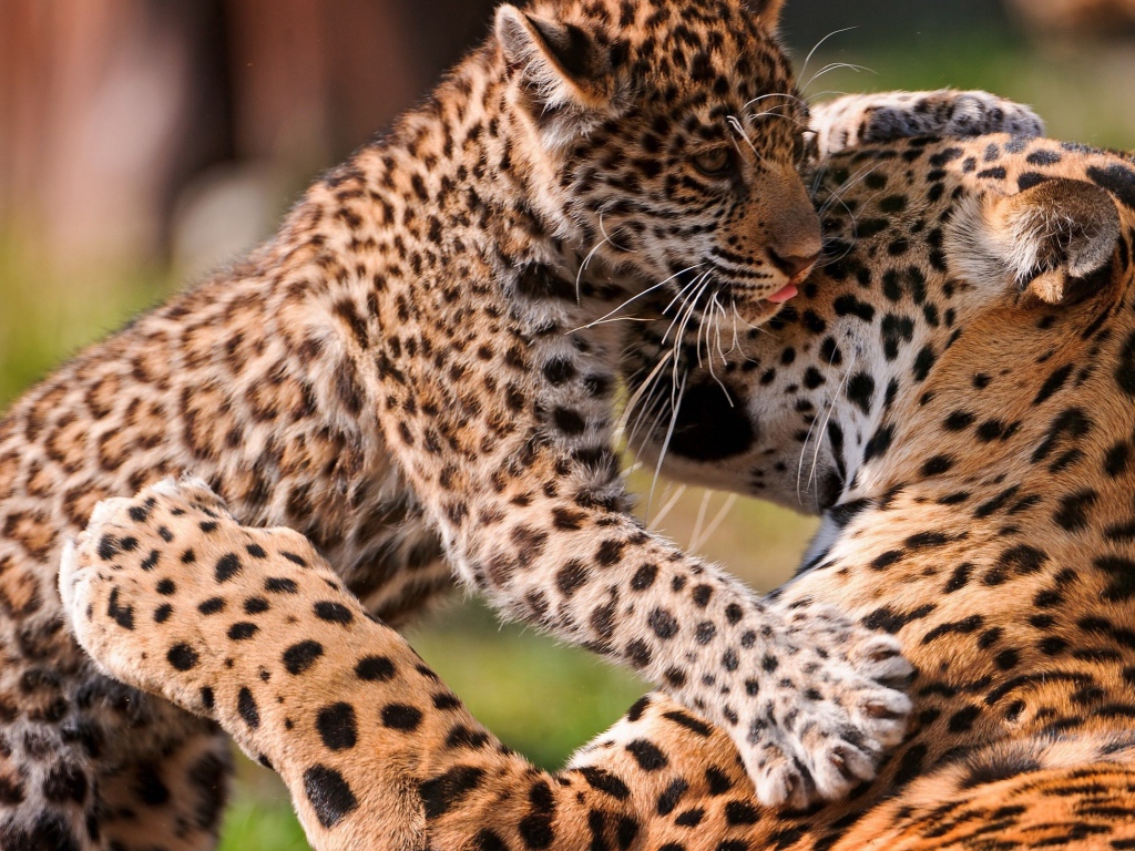 Leopard kitten