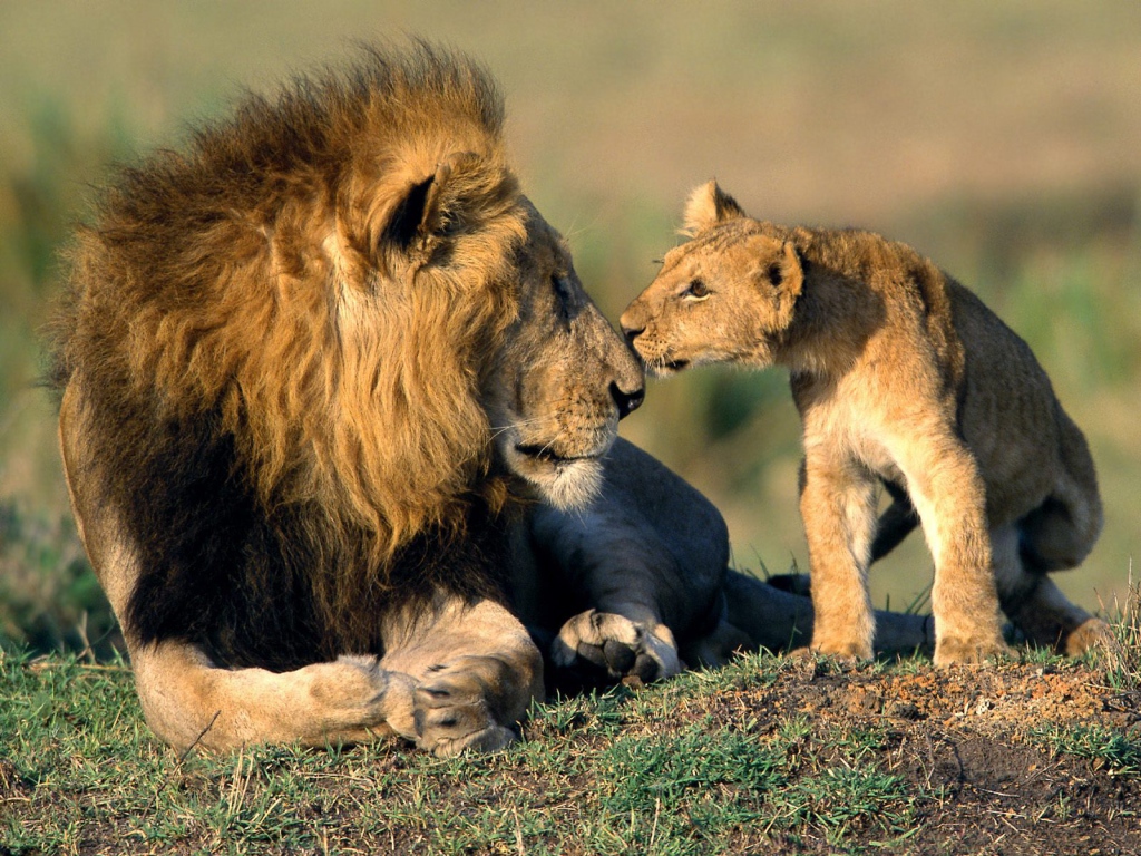 Lion cub sniffs his father
