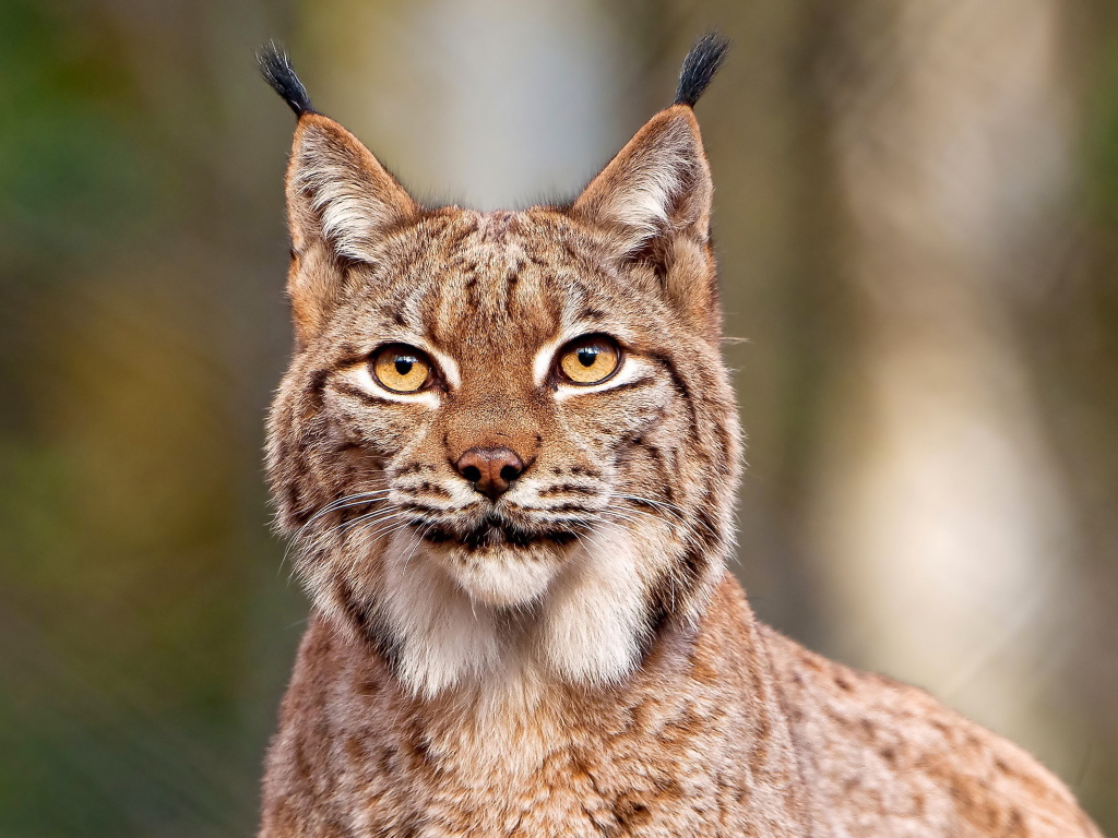 Рысь с кисточками