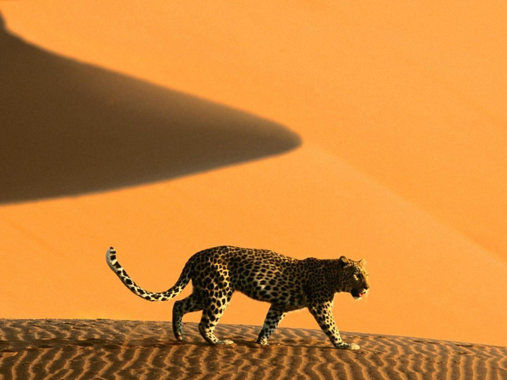 Намибия леопард на дюнах