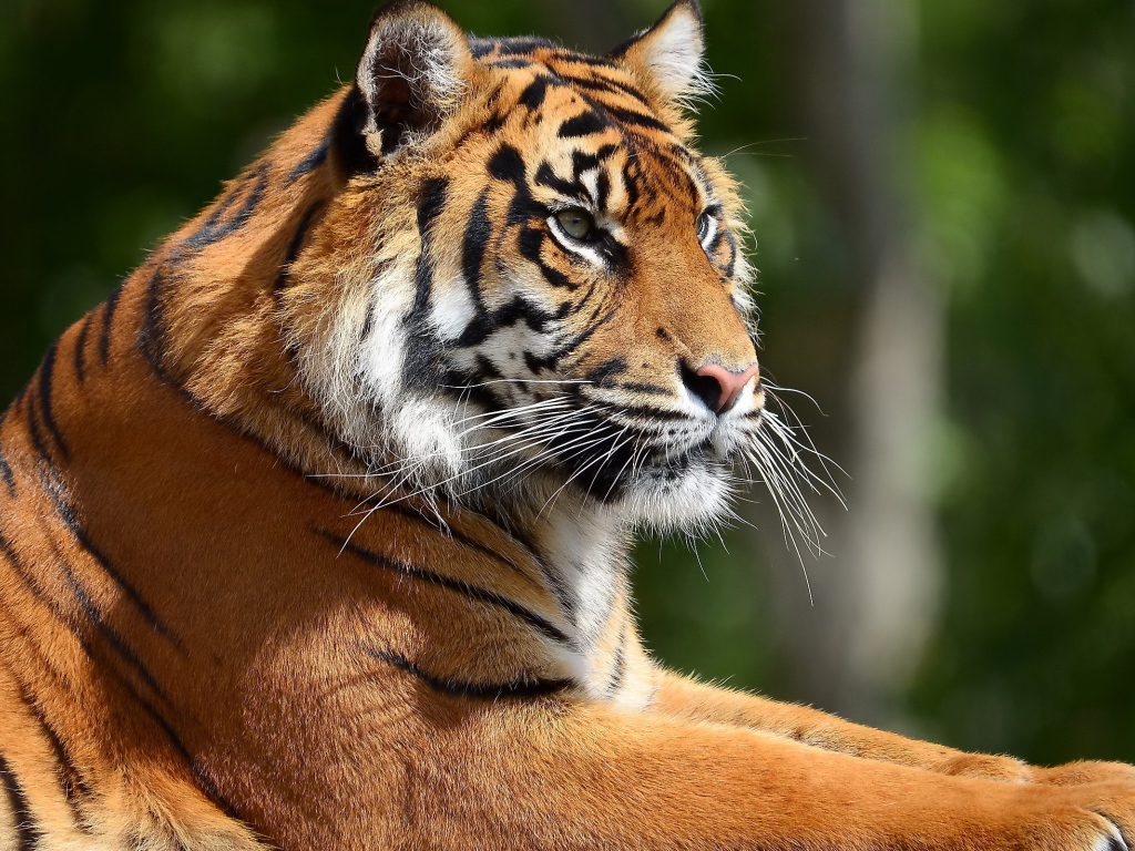 Портрет тигра в профиль