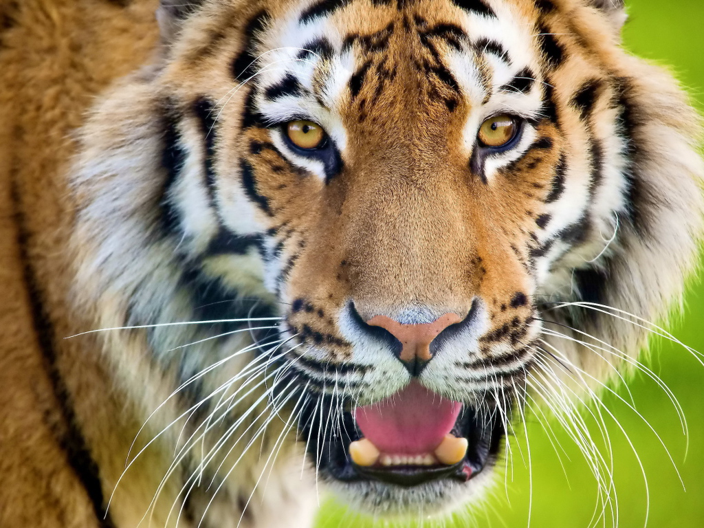 Тигр рычит оскалив зубы