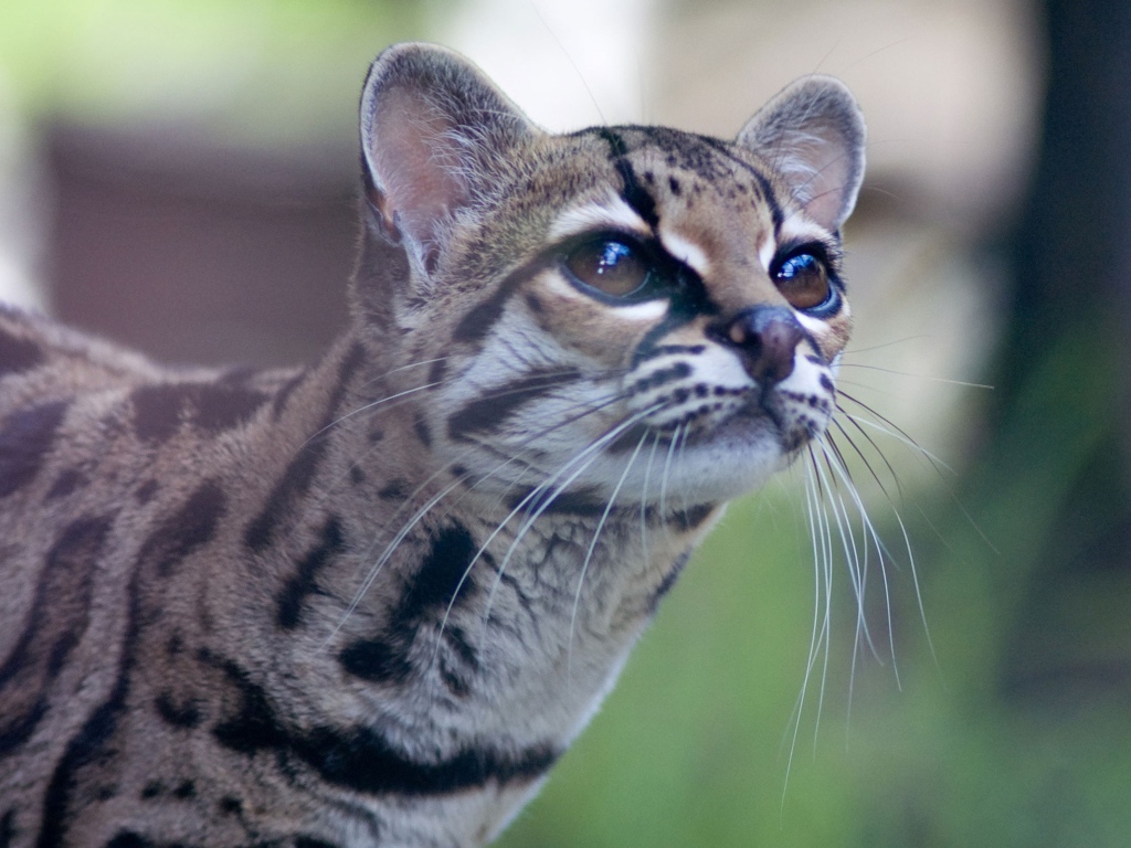 Дикая кошка Margay