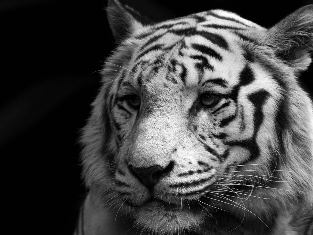 Wise white tiger