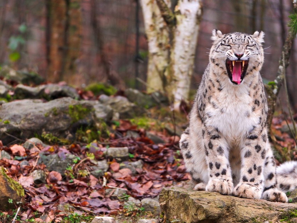 Снежный барс сидит