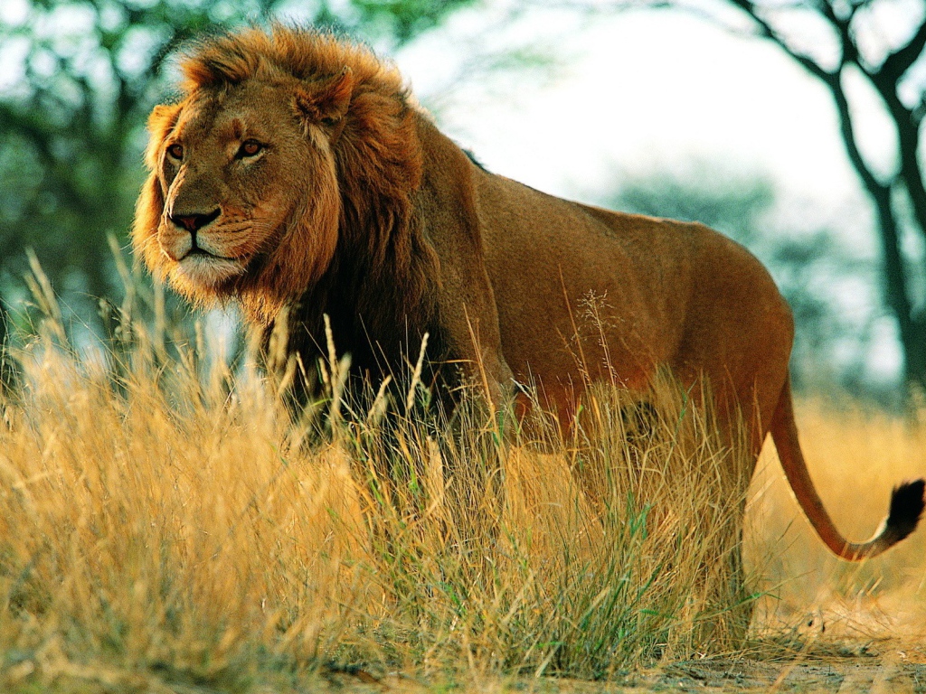 Царь зверей гуляет по саване