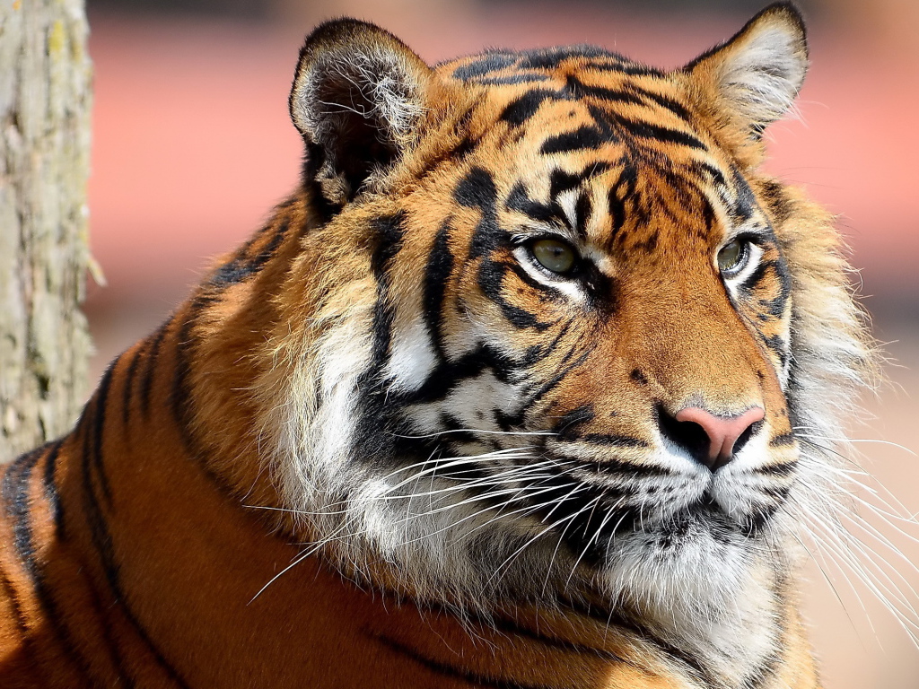 Усатая морда тигра