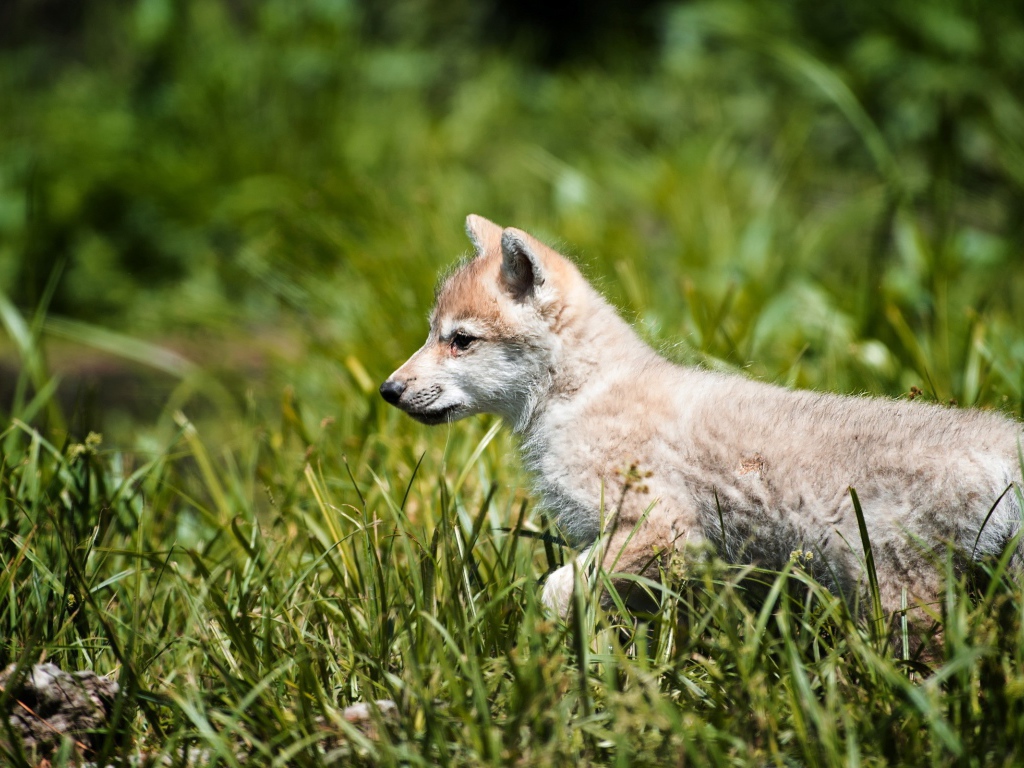 Волчонок на охоте