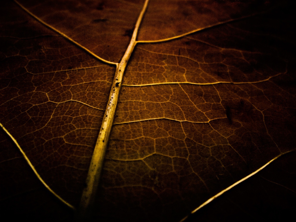 Фон высохший лист