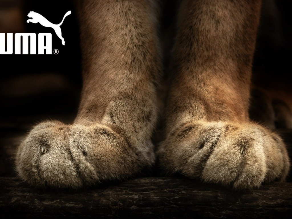 Puma лапы