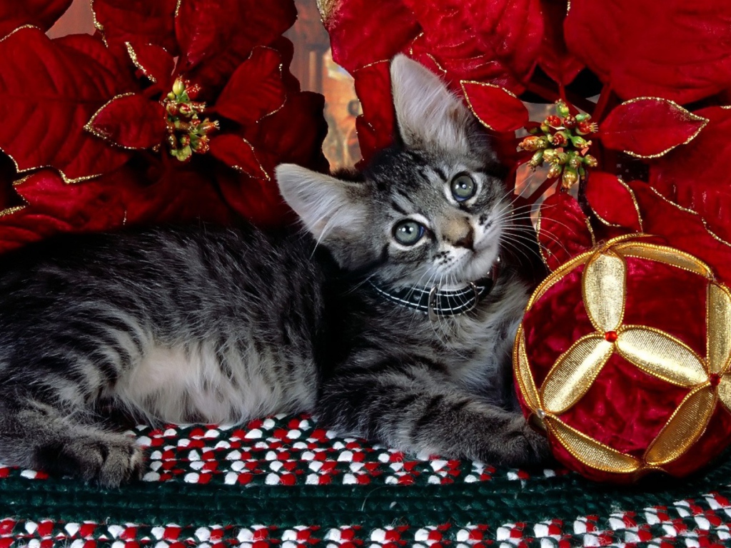 Серый котёнок на рождество
