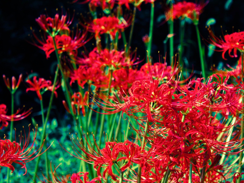 Яркие красные цветы