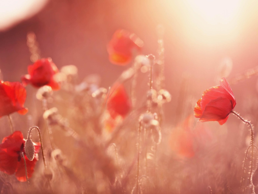 Поле алых маков