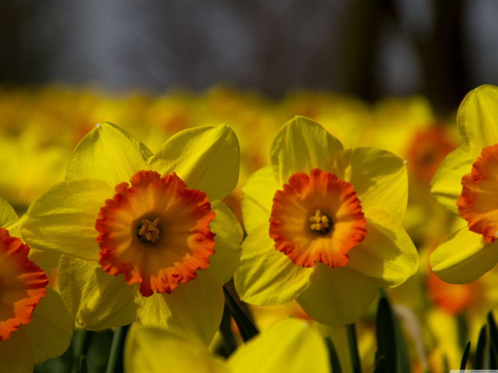 Поле желтых цветов