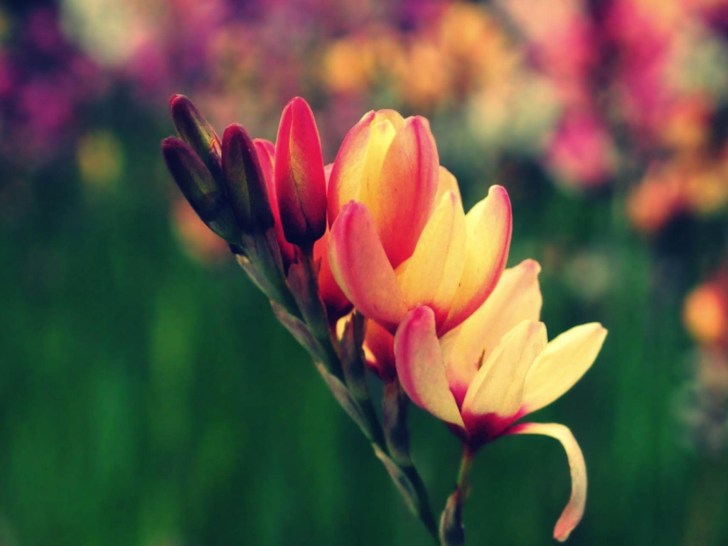 Цветы в саду