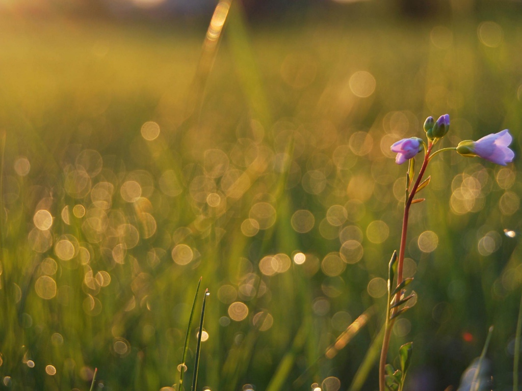 Одинокий цветочек