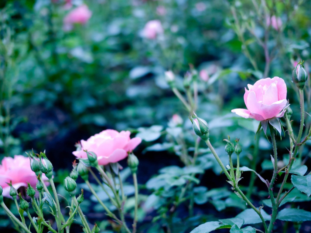 Розовые полевые цветы