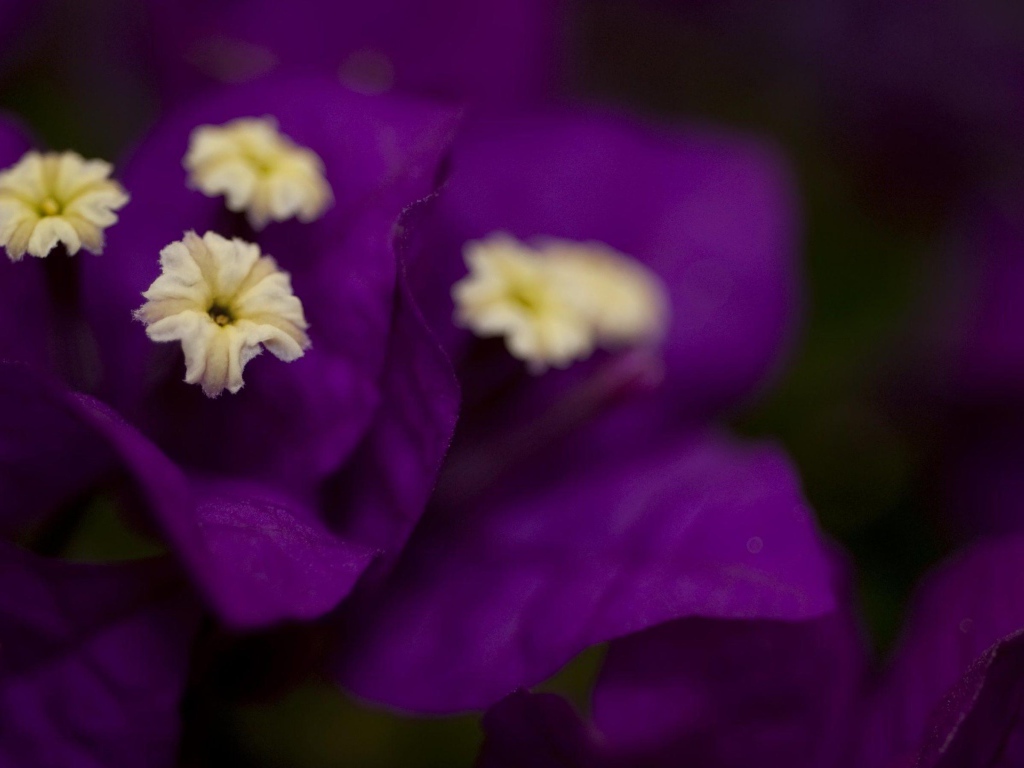 Фиолетовые цветочки