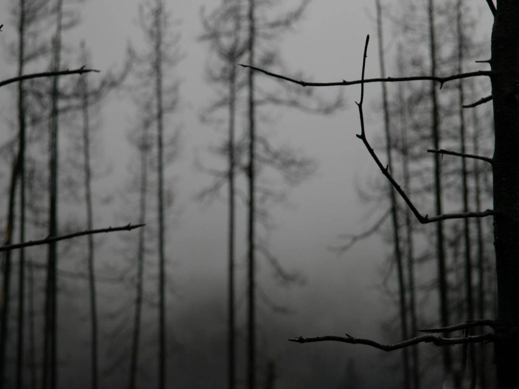 Ветки деревьев зимой