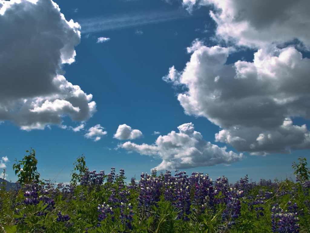 Плывущие над лесом облака