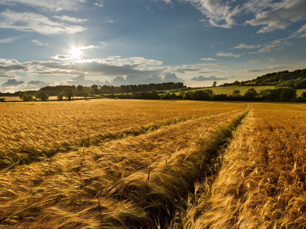 Восход солнца над полем