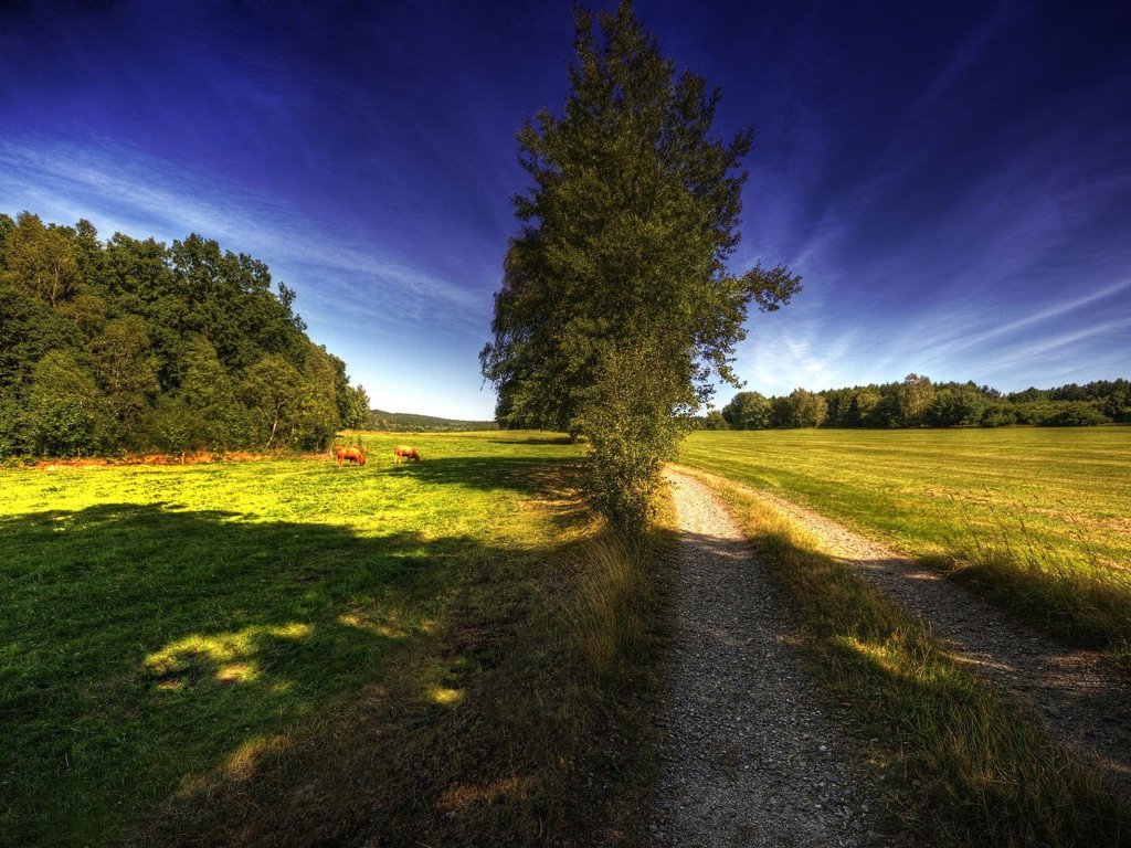 Дорога на поле