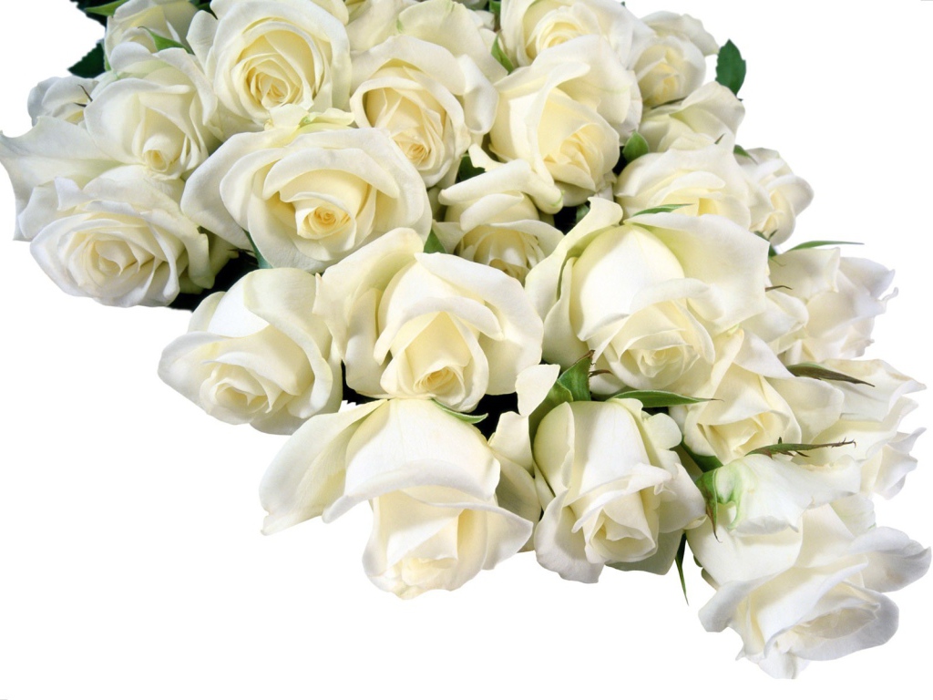 A bouquet of white roses