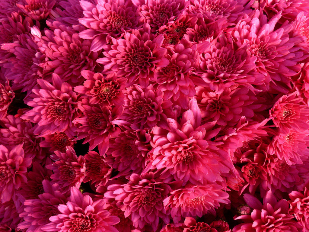 Фон из Хризантем