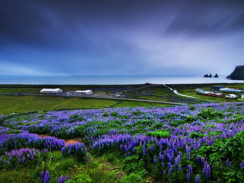 Цветет люпин